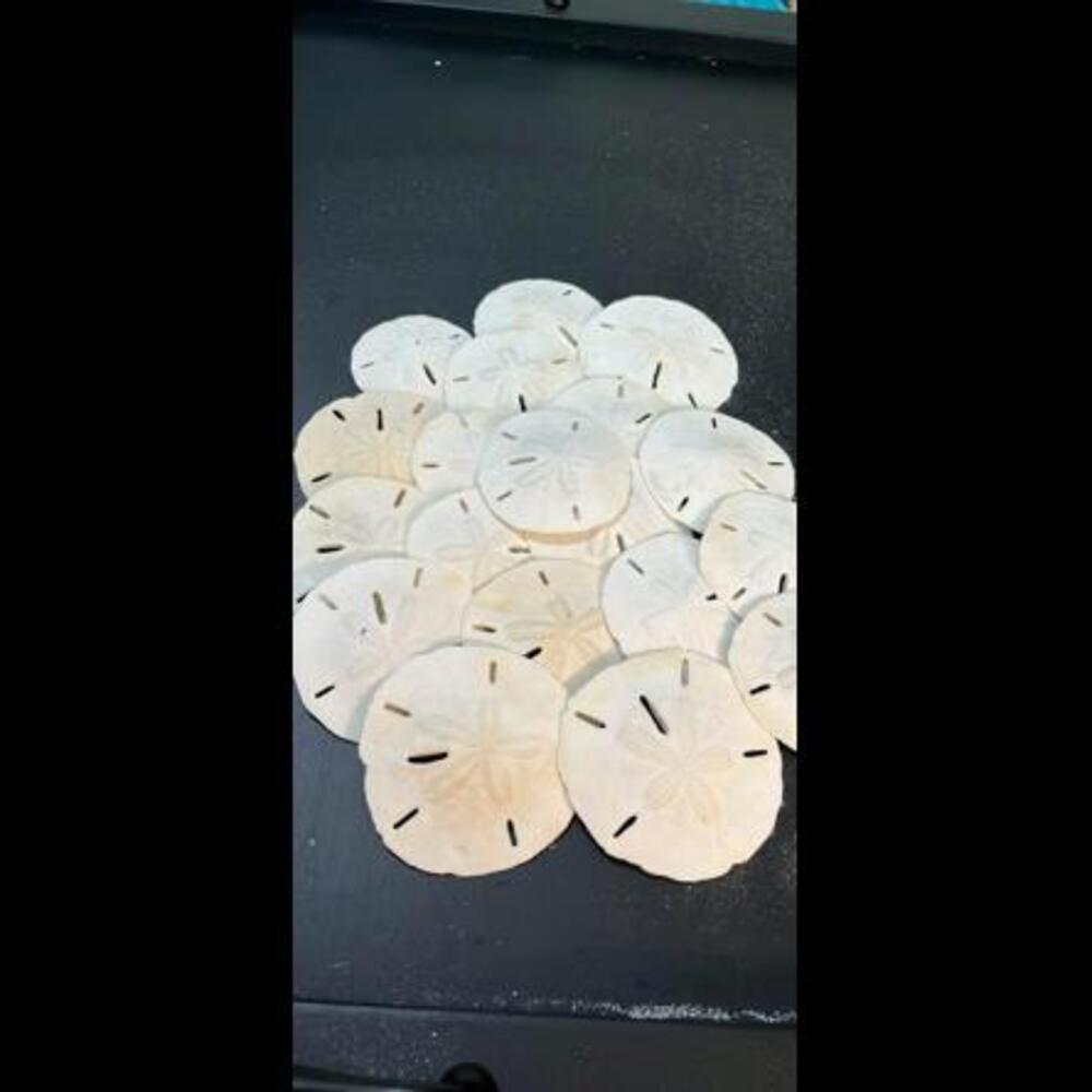 Authentic Gulf of Mexico Sand Dollars — 18